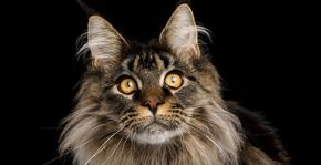 Beautiful Maine Coon