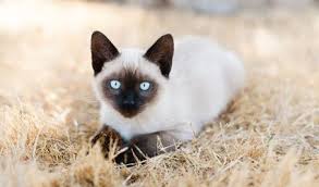 I am Siamese if you please